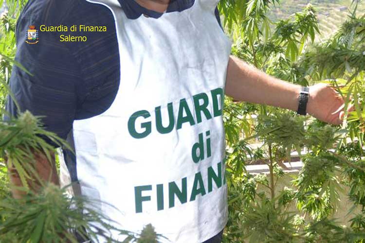 guardia di finanza marjiuana