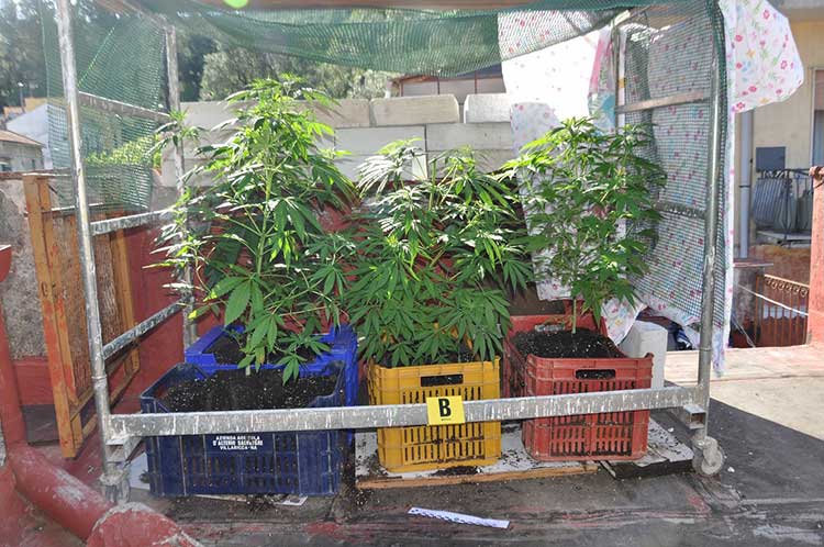 Le piante di cannabis ritrovate a Cava dalla Polizia