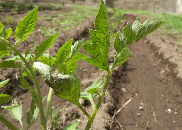 agricoltura