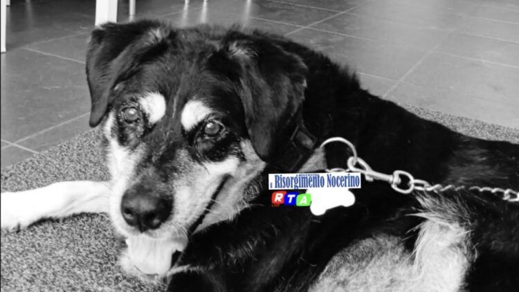 Cava de’Tirreni dà l’addio a Ciro, il cane di tutti!
