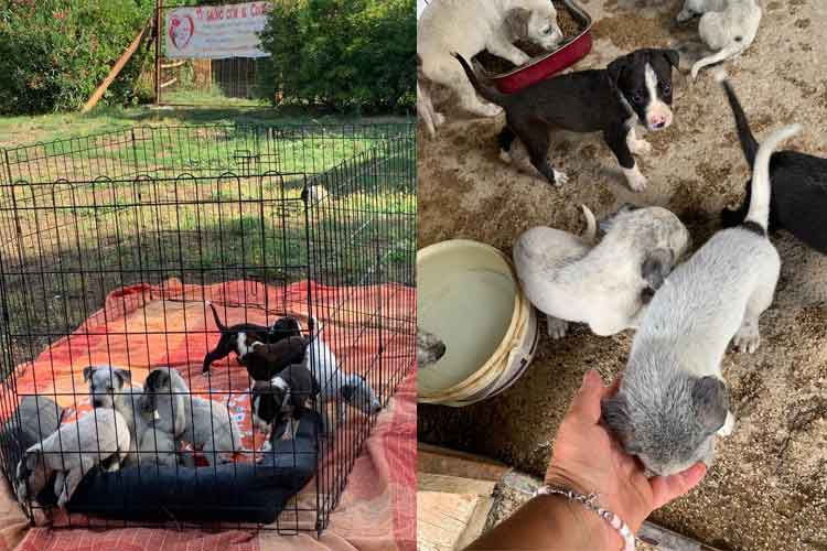 Alcuni dei cagnolini ora ricoverati nel rifugio di Carmela Esposito a Sarno