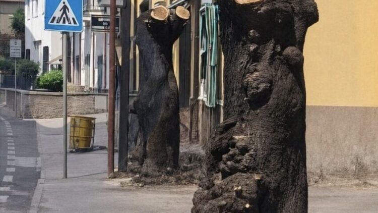 Regolamento del Verde, il pensiero di Imma Zinnia: “l’ordinario in ritardo non è una svolta storica”